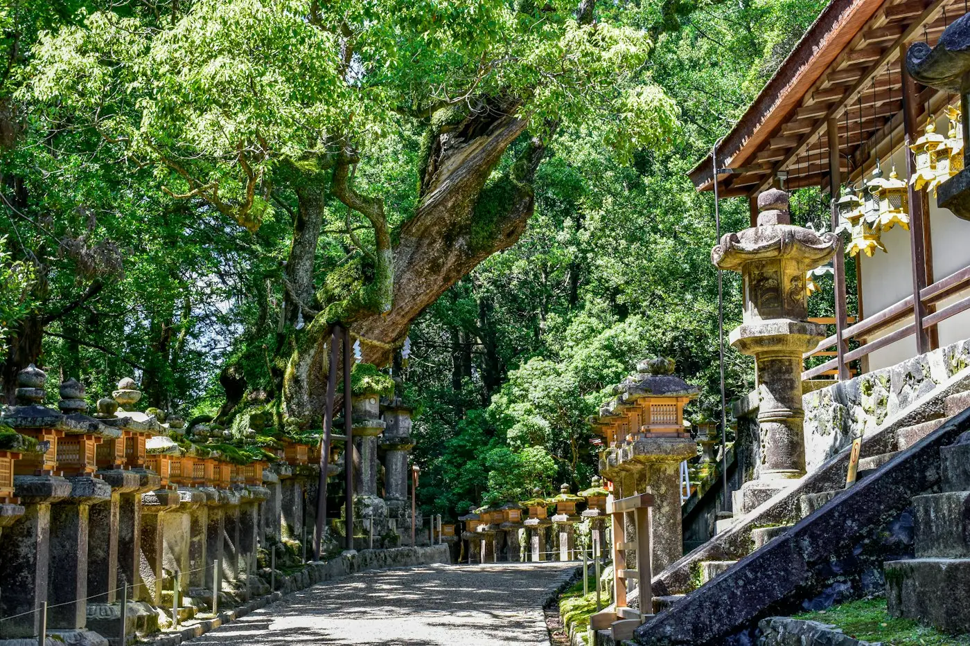 Une allée de lanternes de pierre dans la forêt de Kasuga