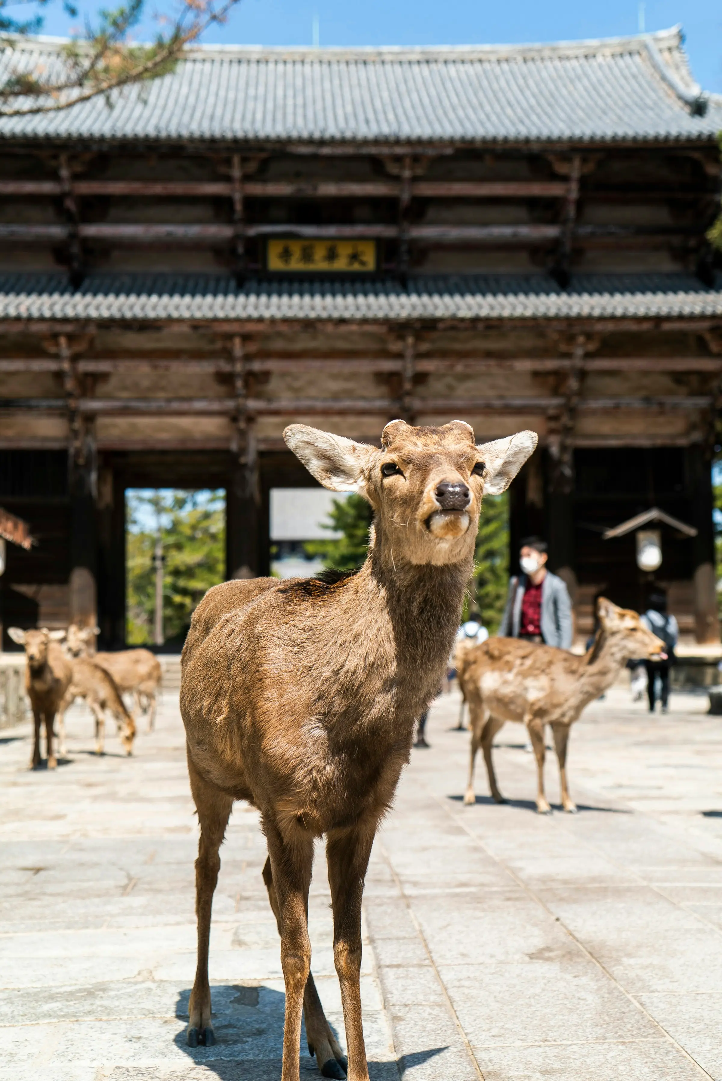 Un daim devant une porte de temple, à Nara