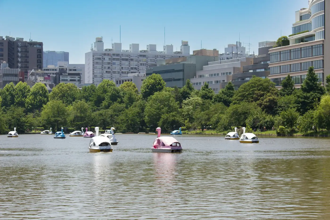Pédalos en forme de cygne sur l'étang du parc d'Ueno